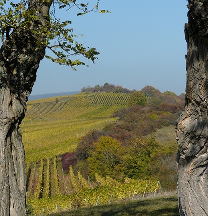 vignoble alsacien