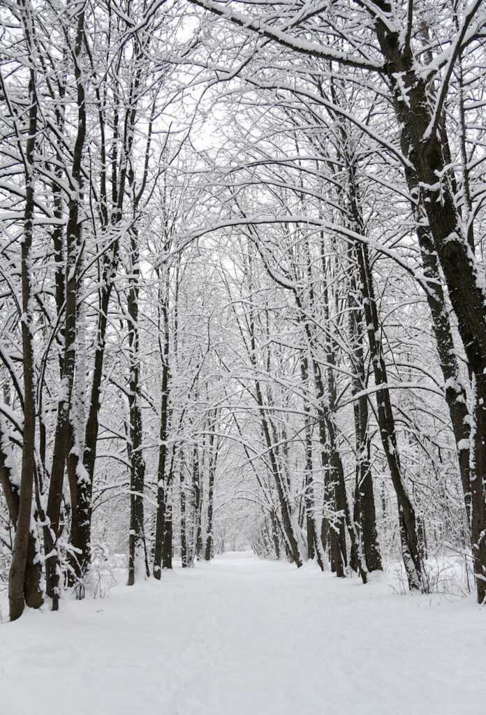 Route enneigée